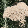 Ozothamnus rosmarinifolius Coastal form